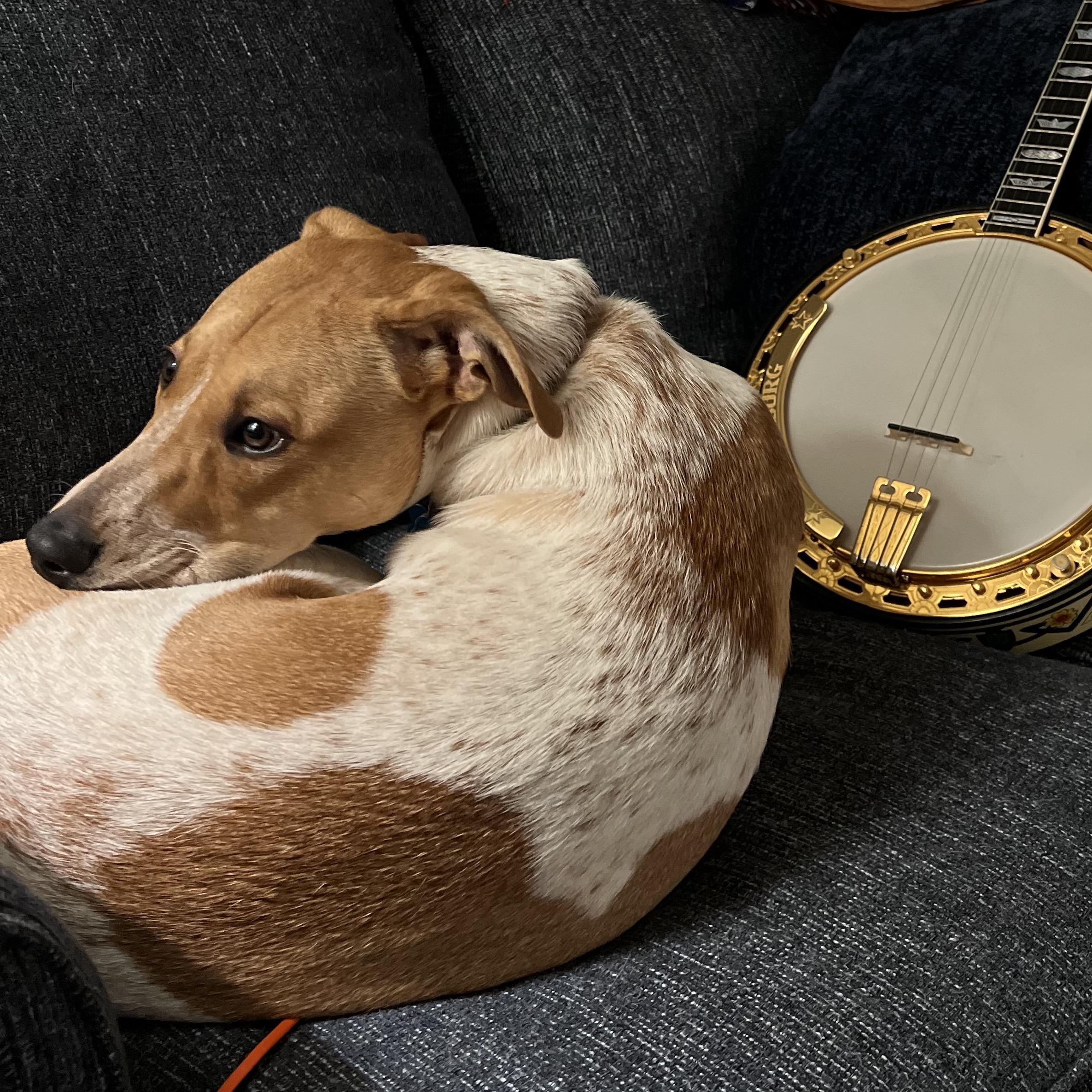 dog and banjo